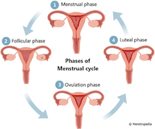 When Will First Postpartum Menstrual Period Come?